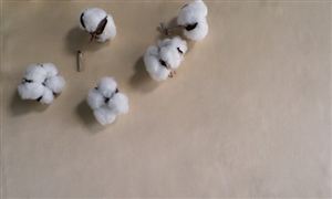 棉花行业市场调研：棉花调研单产下调有限，籽棉抢收程度或可控