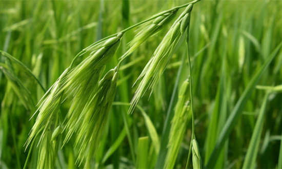 燕麦种植行业区域分布现状及前景分析