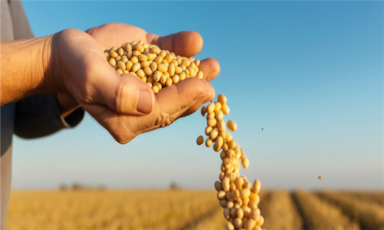 大豆种植发展问题分析 大豆种植行业发展规划解读