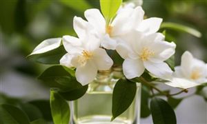 天然植物精油行业市场消费需求 天然植物精油行业市场规模及增速分析