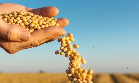 中国大豆种植行业年产量 大豆种植行业效益分析