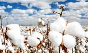 棉花市场调研报告：棉花价格持续上涨 棉花期货市场走势预测