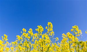 花青素行业机遇分析2023