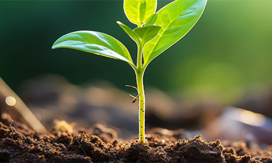 2023种子行业发展分析：中国建立农作物种子认证制度