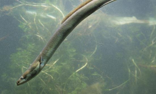 我国鳗鱼产业将“加速”发展 鳗鱼养殖投资现状