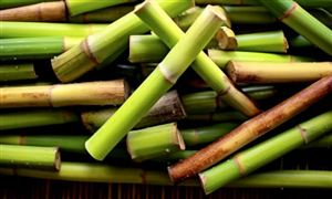 甘蔗行业深度分析及甘蔗行业进出口市场分析2023