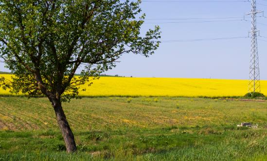 中国木本油料种植现状 中国木本油料发展前景动态分析