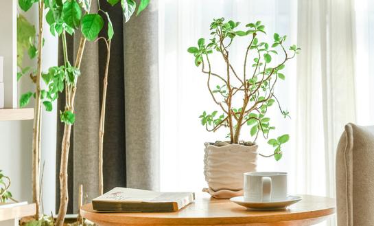 盆景行业市场前景十分广阔 2023年盆景行业市场发展现状分析