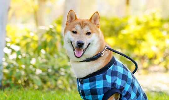 2023年中国宠物服饰行业发展前景分析