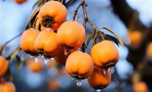 柿子行业产业链全景分析 我国用于深加工的柿子不到总产量的10%