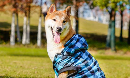 宠物服饰在市场上的占比不断提高 宠物服饰行业消费规模分析