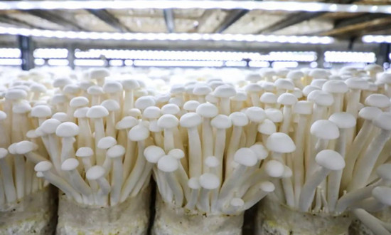 2023蘑菇养殖行业市场机遇前景 山城“小菌菇”撑起“致富伞”