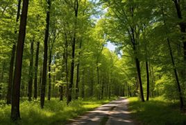 我国木材加工市场供应和需求 全球家具行业面临新的挑战