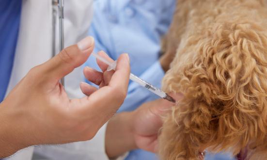 动物疫苗行业市场竞争格局及行业市场深度分析调研报告2023