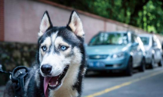 2023年狂犬疫苗行业市场深度调研 两部门印发狂犬病暴露预防处置工作规范