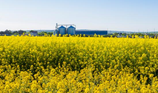 2023年中国木本油料市场发展现状：木本油料产量高，收益期长，行业发展前景十分广阔