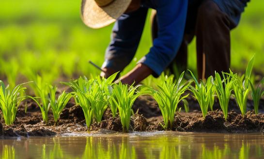 我国香椿种植面积逐年扩大，产量和产值稳步提升 2023年香椿种植行业市场发展现状