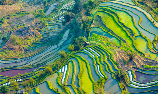 现代观光农业产业发展如何 发展观光农业旅游前景广阔