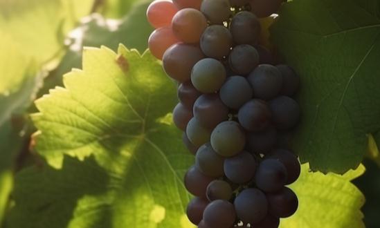 水果种植行业前景及风险分析2023