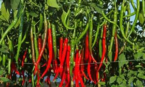 辣椒种植行业发展分析报告 打造辣椒产业集聚区和贸易集散地
