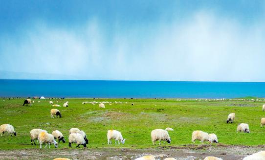 羊肉行业发展蕴藏着巨大潜能，未来潜在消费市场巨大！2023年中国羊养殖行业发展现状