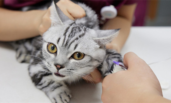 国产猫用疫苗实现“零的突破” 宠物疫苗行业市场发展分析