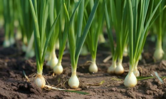 2023大葱种植行业市场分析及发展前景研究报告