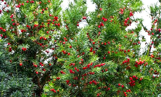 红豆杉行业市场如何?红豆杉市场深度全景调研报告2023