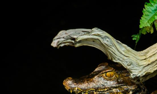 鳄鱼养殖经济价值较高 中国鳄鱼养殖行业市场价格及规模分析