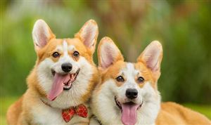 2023年中国宠物寄存处行业发展现状：未来三年行业将继续保持平稳增长