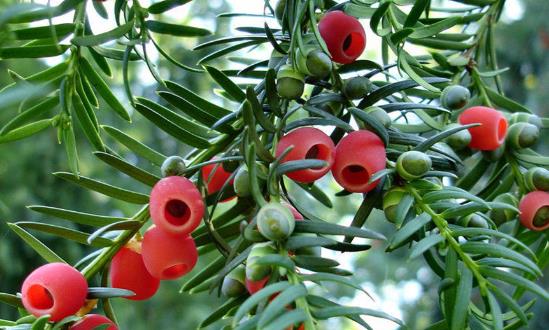 红豆杉助力乡村振兴 红豆杉市场投资前景分析