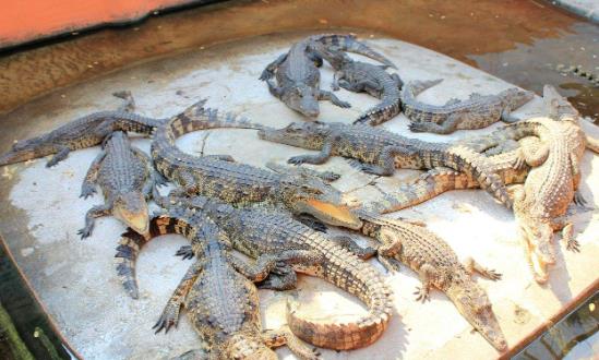 鳄鱼养殖行业投资分析 鳄鱼市场需求规模保持每年10%增长