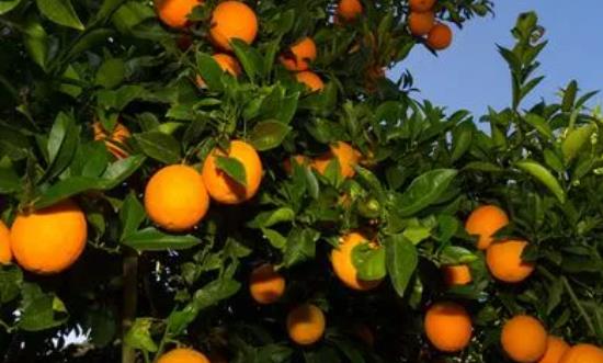 果树行业深度分析：消费升级、需求多样、营养追求催生水果业万亿元市场