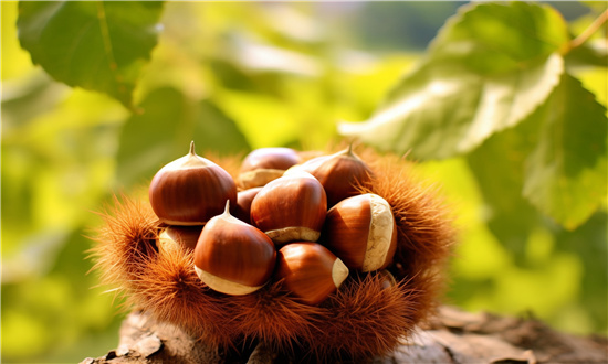板栗行业发展前景分析 板栗行业发展现状分析