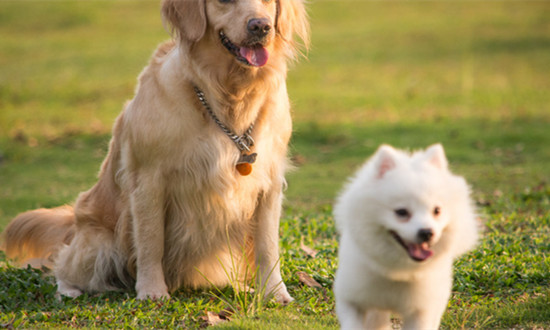 2023宠物托运服务行业市场需求及发展前景