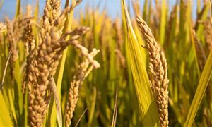 有机农业企业是产业链核心 有机农业行业市场潜力分析