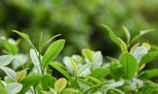 2023有机茶行业市场分析：普洱市中国有机茶认证企业数证书数全国第一