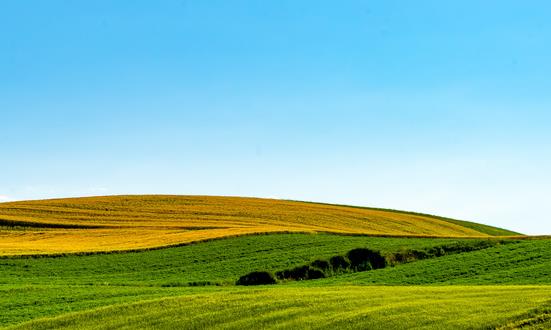 中国牧业饲草行业供需状况 中国牧业饲草行业发展前景预测