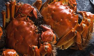 一只2000元 网红蟹中之王上市了 今年最佳的品蟹时间是什么时候