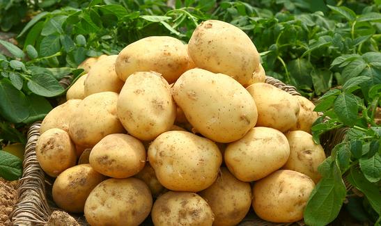 2023年中国土豆行业发展现状分析 未来马铃薯产业将会面临着许多机遇