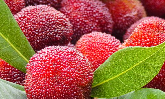 浙江仙居杨梅全产业链产值达35亿元 2023年中国杨梅行业发展现状分析