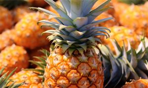 菠萝行业分析：国际市场需求增长 马来西亚菠萝产量去年首超榴莲