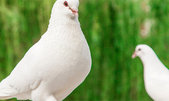 亿元“鸽”产业为乡村振兴插上翅膀 肉鸽行业市场需求及趋势分析