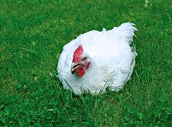 2023肉鸡养殖企业营业收入现状 白羽肉鸡行业景气度高提振