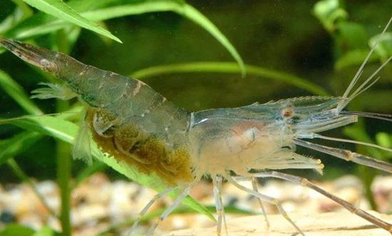 淡水养殖虾行业分析：青虾养殖效益更高