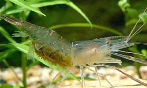 淡水养殖虾行业分析：青虾养殖效益更高