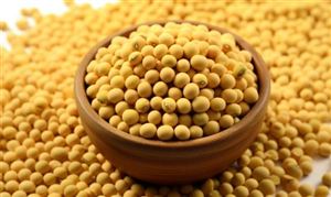 2023大豆行业市场价格调研及行业发展趋势预测