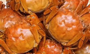 今年第一篓上岸 阳澄湖大闸蟹节前陆续上市 消费需求旺盛