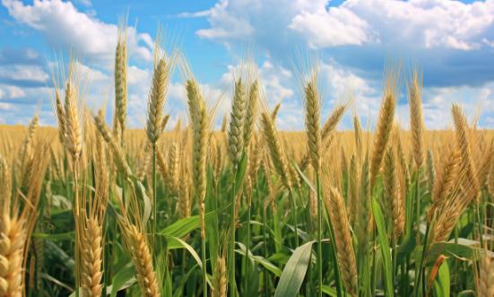 2023农村金融行业现状全面分析