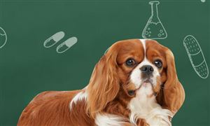 中国宠物医药行业运行现状 中国宠物医药市场消费分析